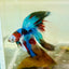 Halfmoon Red Koi Galaxy - Male Betta Jul33 Live Betta Fish Male betta