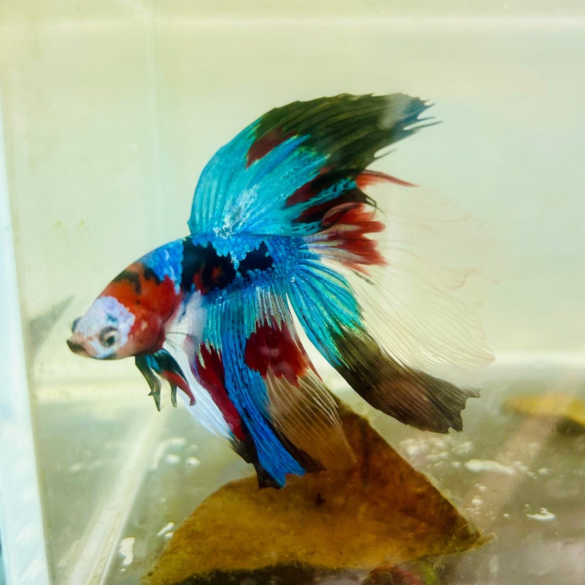Halfmoon Red Koi Galaxy - Male Betta Jul33 Live Betta Fish Male betta