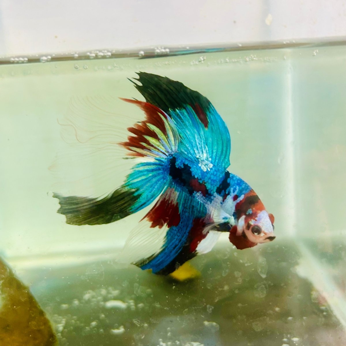 Halfmoon Red Koi Galaxy - Male Betta Jul33 Live Betta Fish Male betta