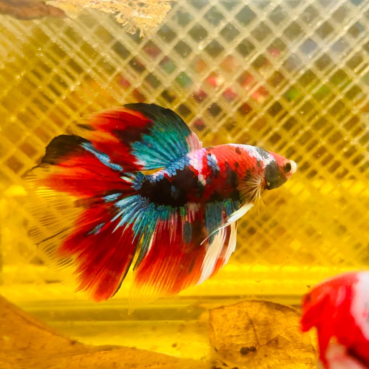 Betta Macho Halfmoon Nemo Ojo Verde #Jul07