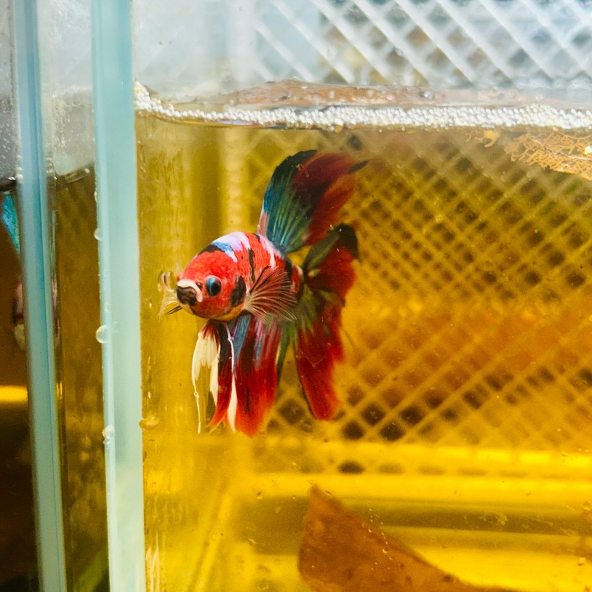 Betta Macho Halfmoon Nemo Ojo Verde #Jul07