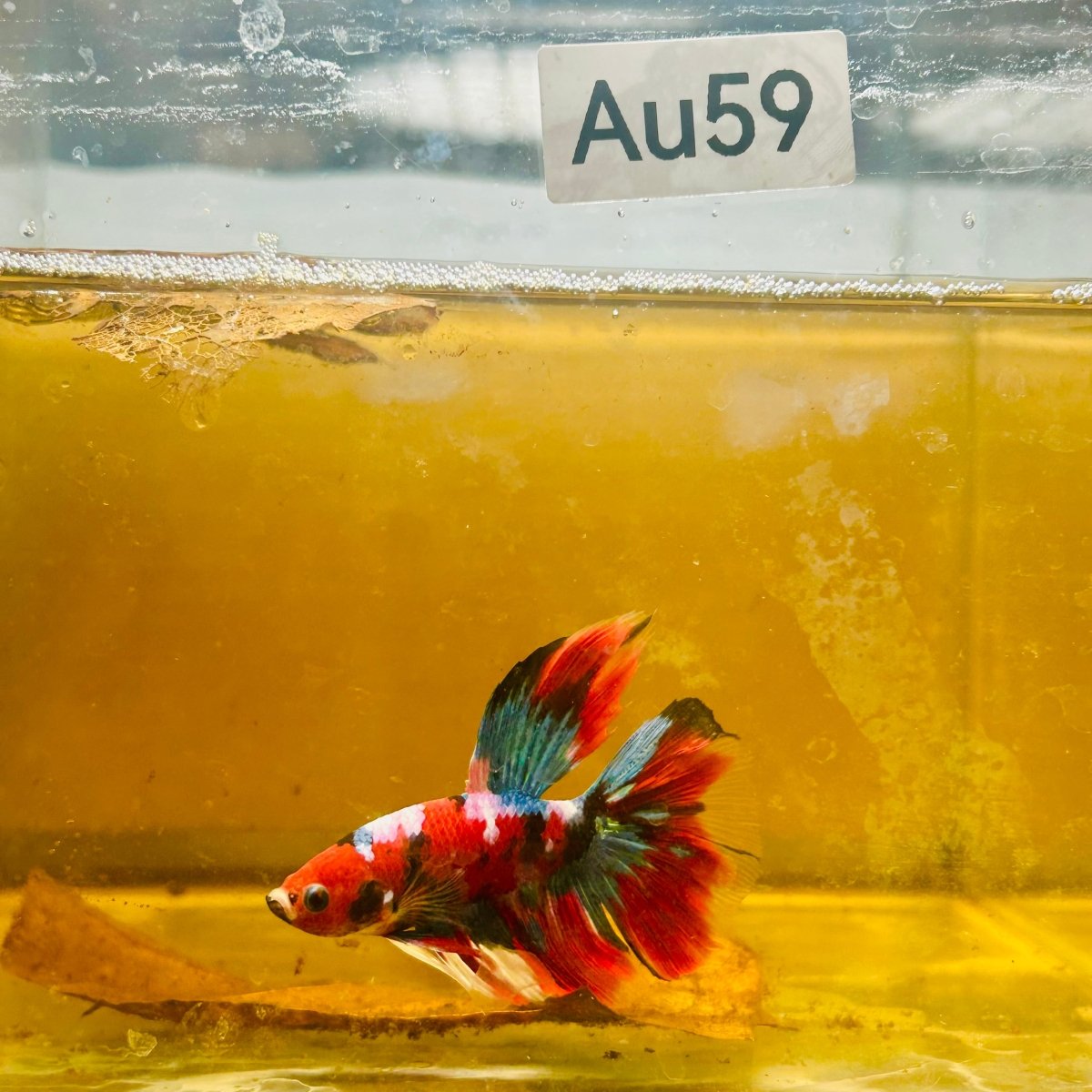 Betta Macho Halfmoon Nemo Ojo Verde #Jul07