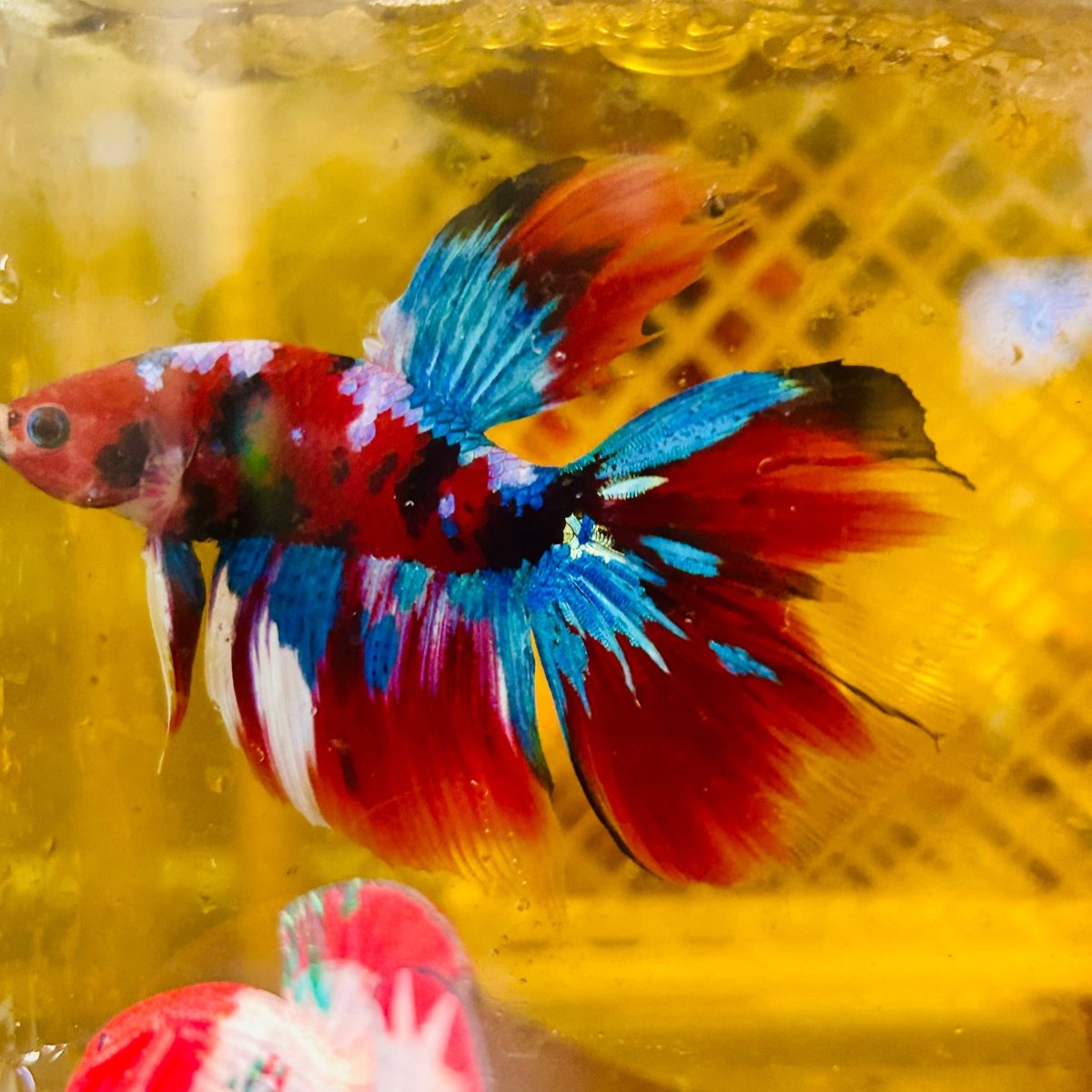 Betta Macho Halfmoon Nemo Ojo Verde #Jul07