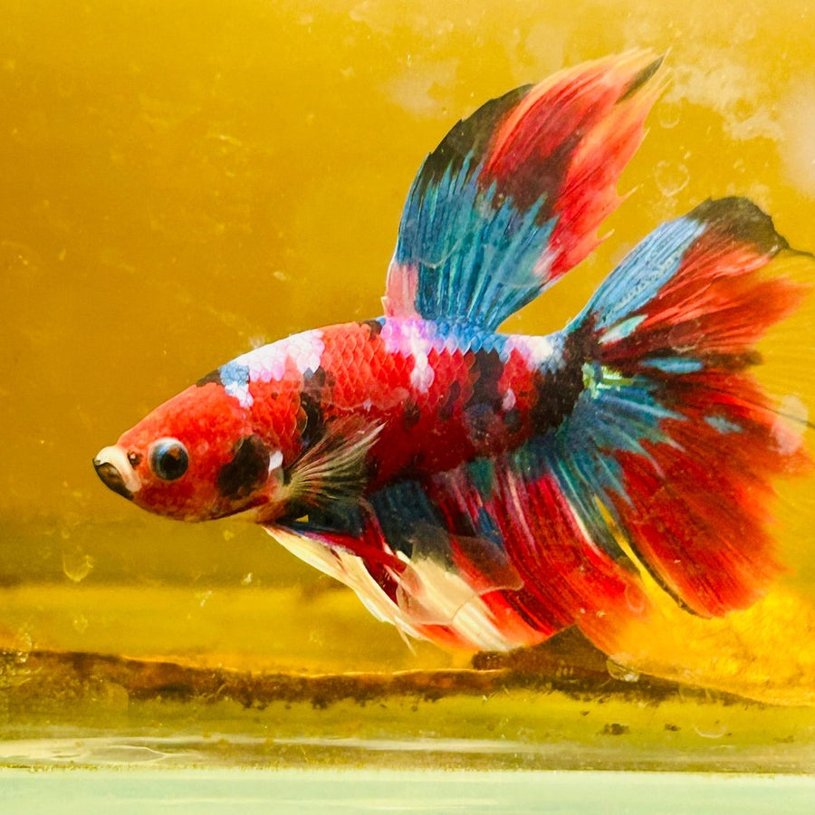 Halfmoon Red Koi Male Betta Au59 Male betta