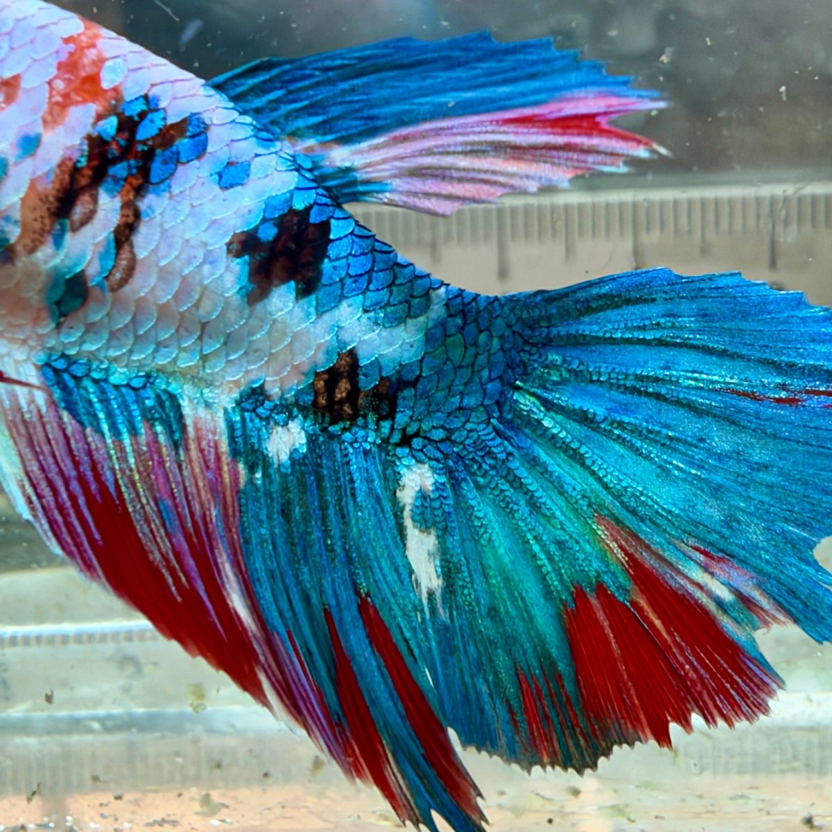 Halfmoon Red Koi Snow Female Betta #Jul19
