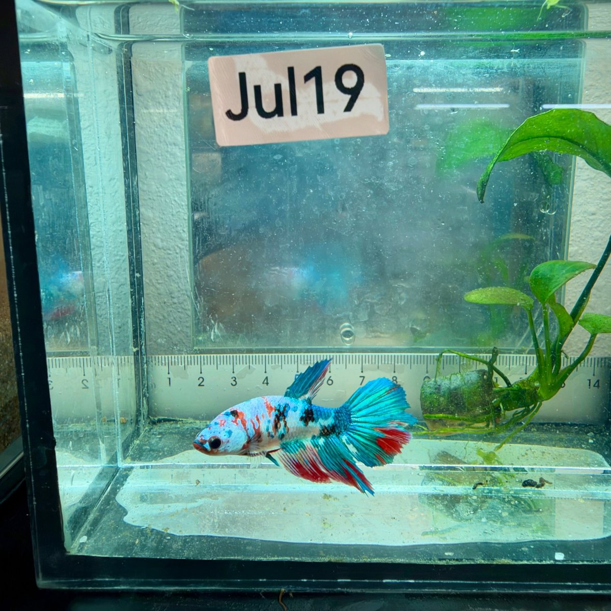 Halfmoon Red Koi Snow Female Betta #Jul19