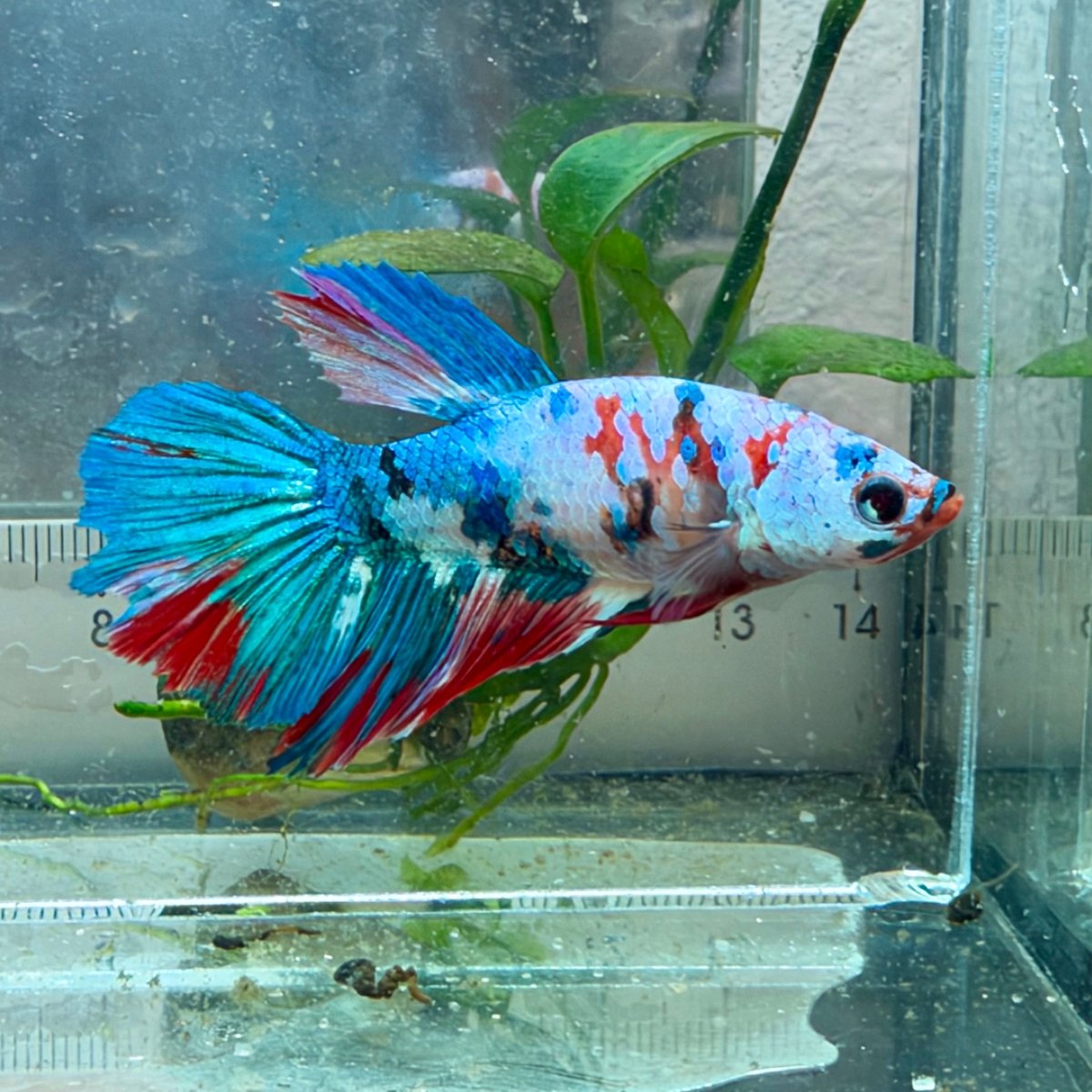 Halfmoon Red Koi Snow Female Betta #Jul19