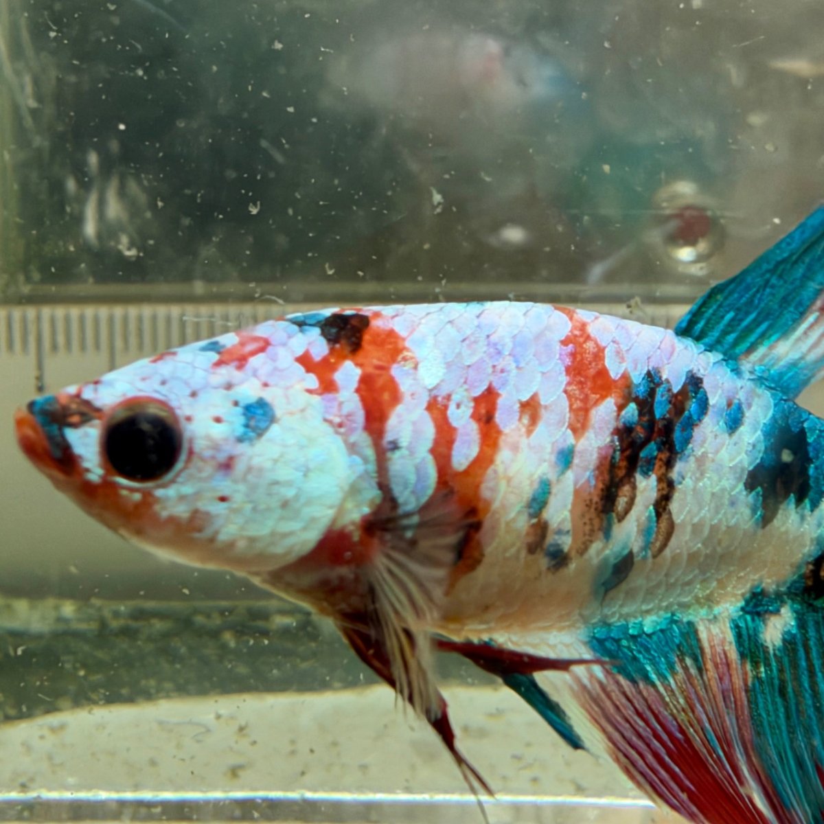 Halfmoon Red Koi Snow Female Betta #Jul19