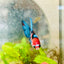Halfmoon Red Koi Tiger Female Betta 100 Live Betta Fish Female betta