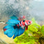 Halfmoon Red Koi Tiger Female Betta 100 Live Betta Fish Female betta