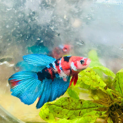 Halfmoon Red Koi Tiger Female Betta 100 Live Betta Fish Female betta