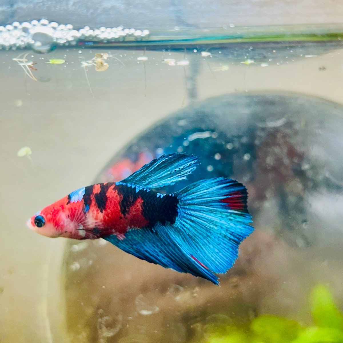 Halfmoon Red Koi Tiger Female Betta 100 Live Betta Fish Female betta