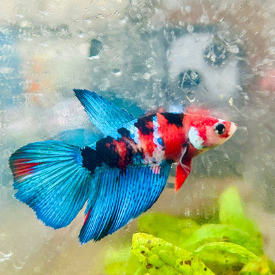Halfmoon Red Koi Tiger Female Betta 100 Live Betta Fish Female betta