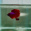 Halfmoon Red Male Betta N108