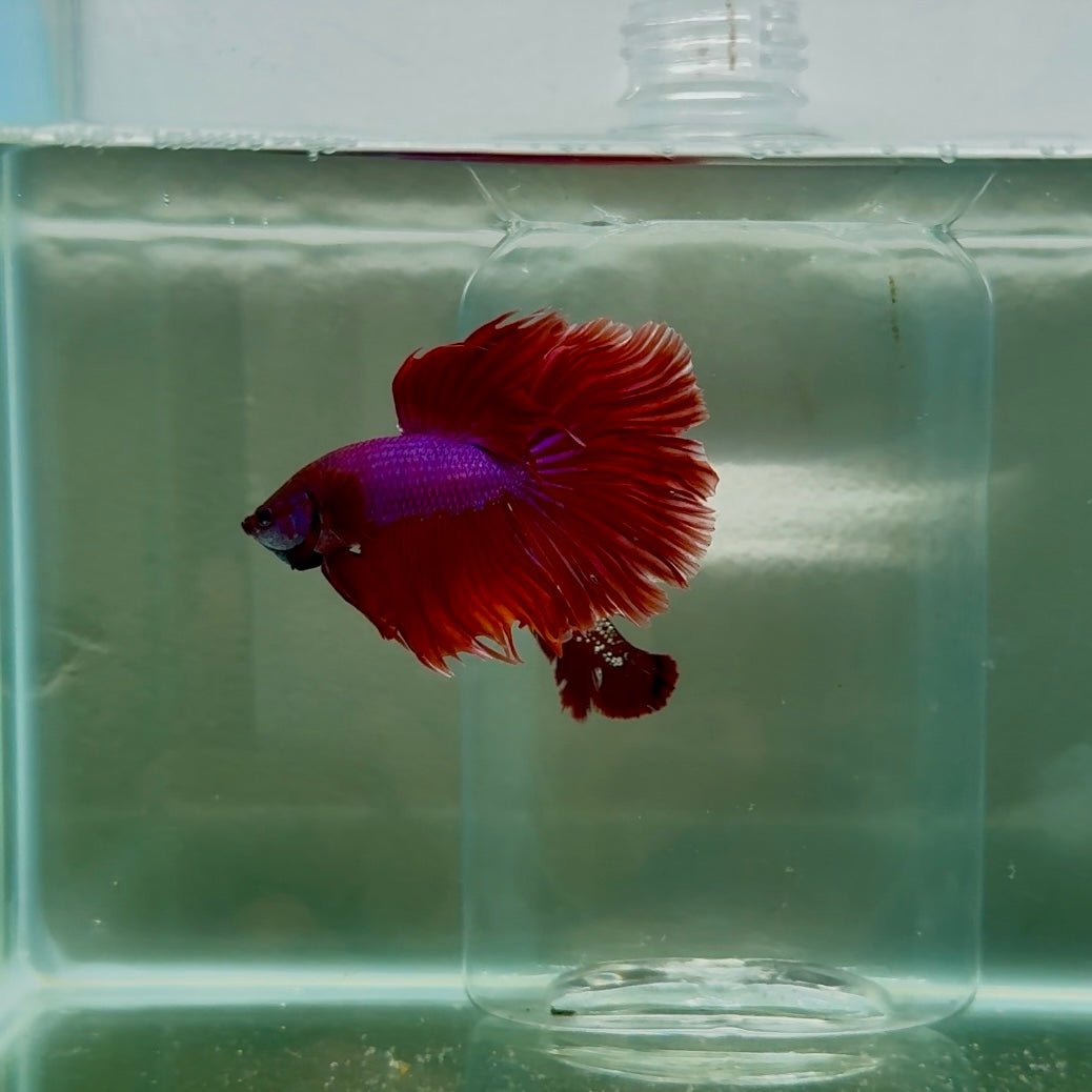 Halfmoon Red Male Betta N108