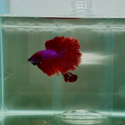 Halfmoon Red Male Betta N108