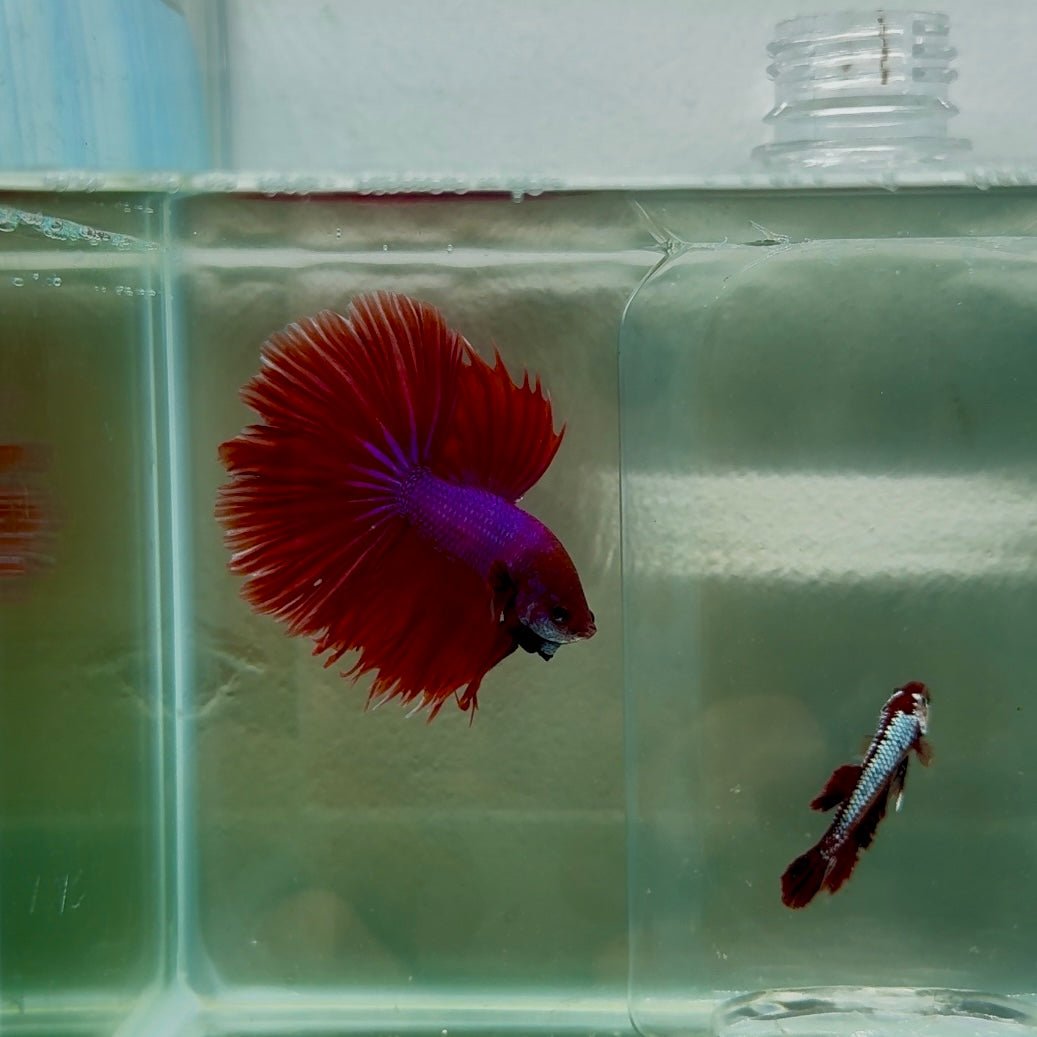 Halfmoon Red Male Betta N108