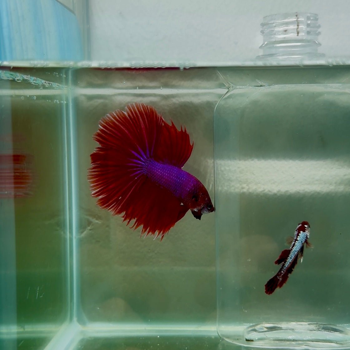 Halfmoon Red Male Betta N108