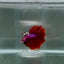 Halfmoon Red Male Betta N112