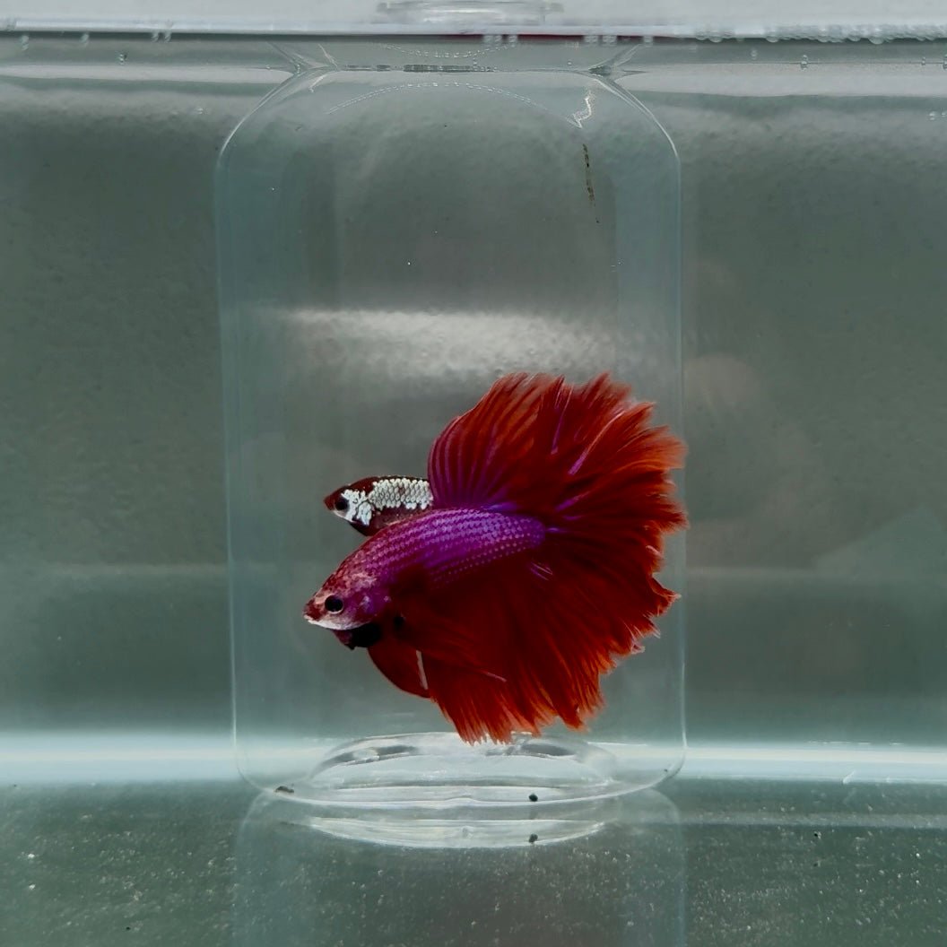 Halfmoon Red Male Betta N112