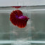 Halfmoon Red Male Betta N112
