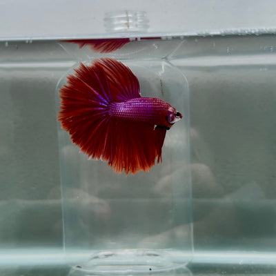 Halfmoon Red Male Betta N112
