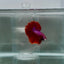 Halfmoon Red Male Betta N112