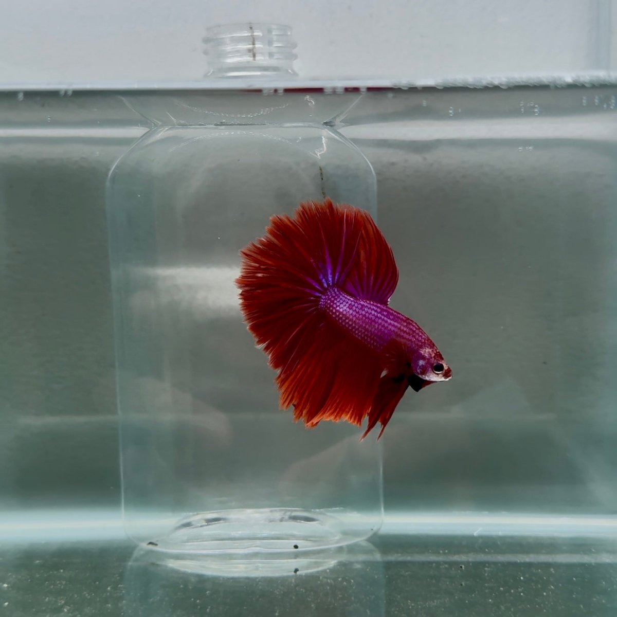 Halfmoon Red Male Betta N112
