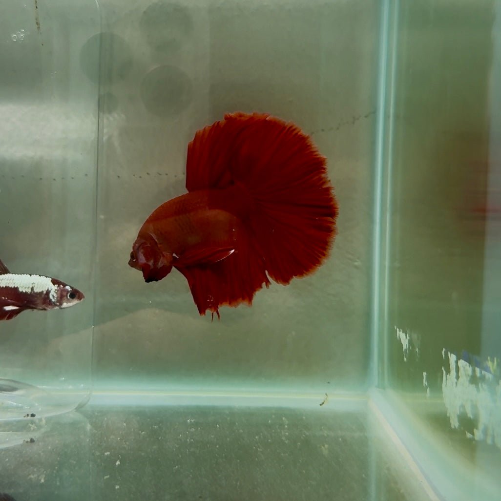 Halfmoon Red Rose Male Betta N105