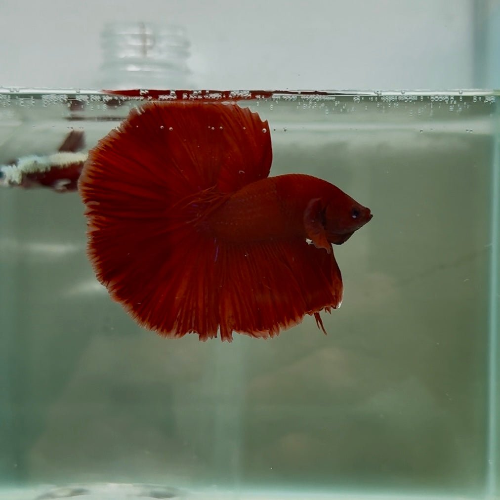 Halfmoon Red Rose Male Betta N105