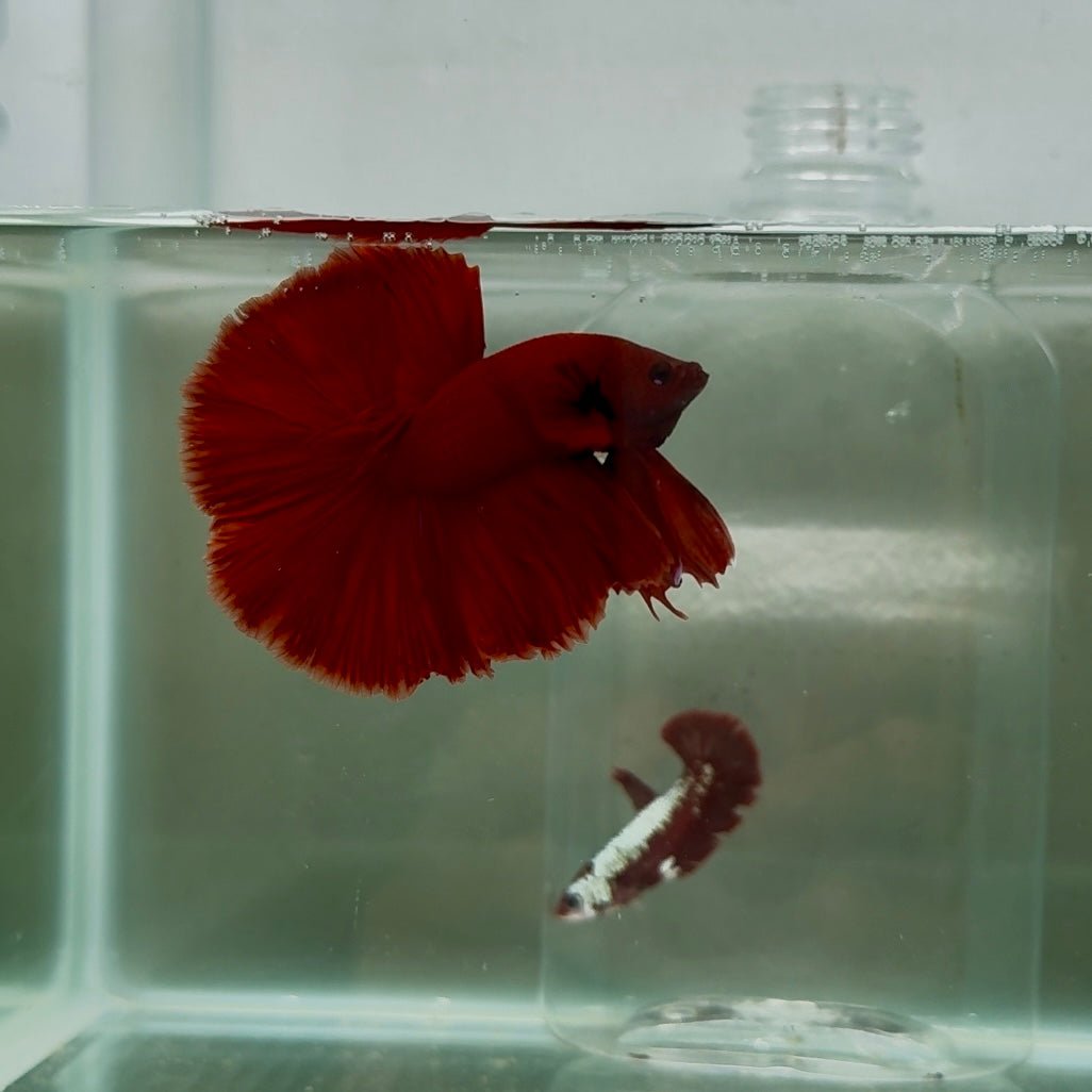 Halfmoon Red Rose Male Betta N105