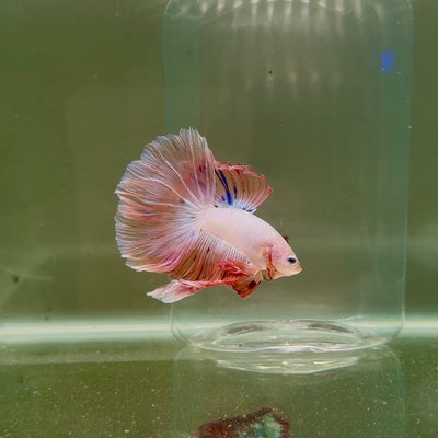 Halfmoon Rosetail Pink Dot Male Betta D07