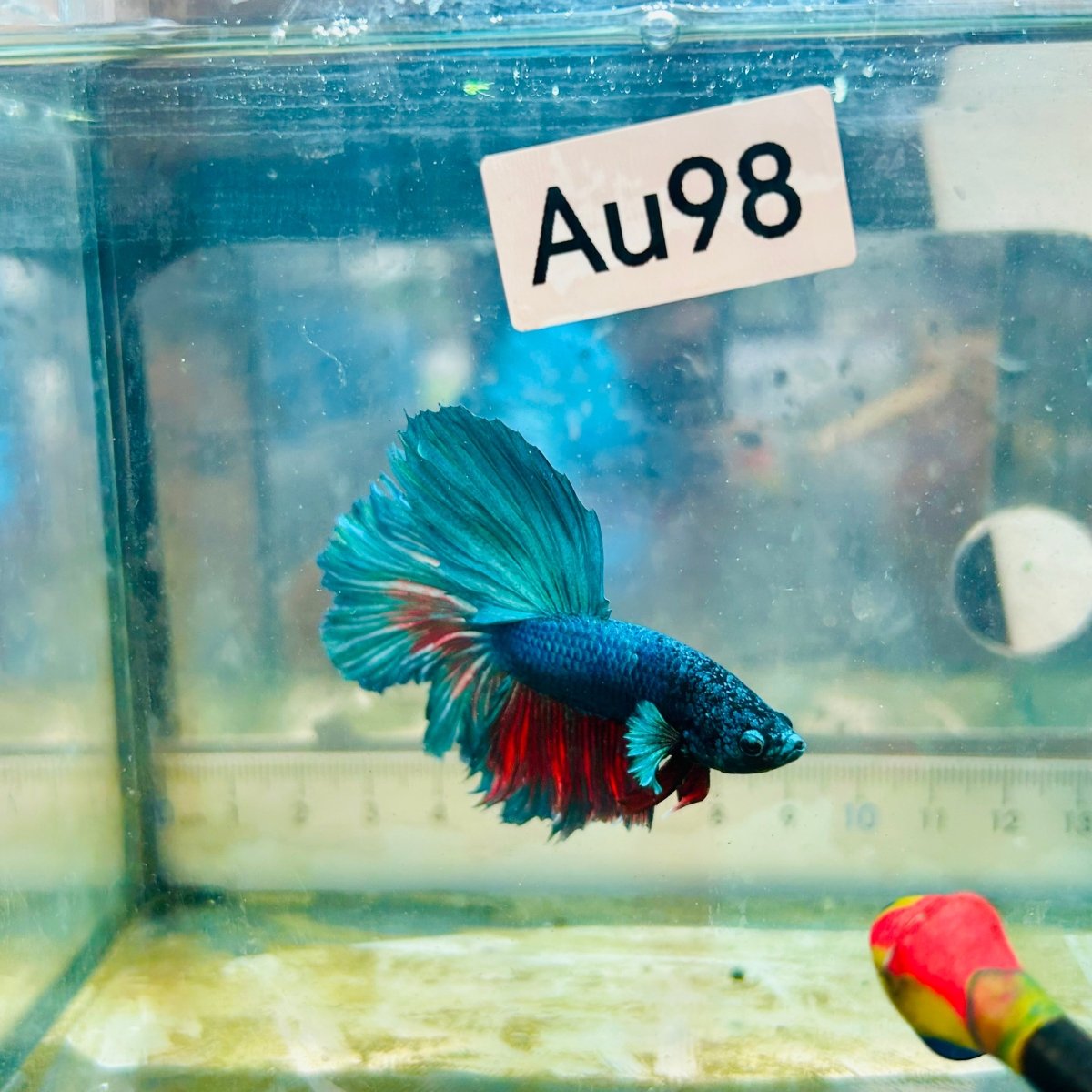 Halfmoon Royal Blue Male Betta #Au98