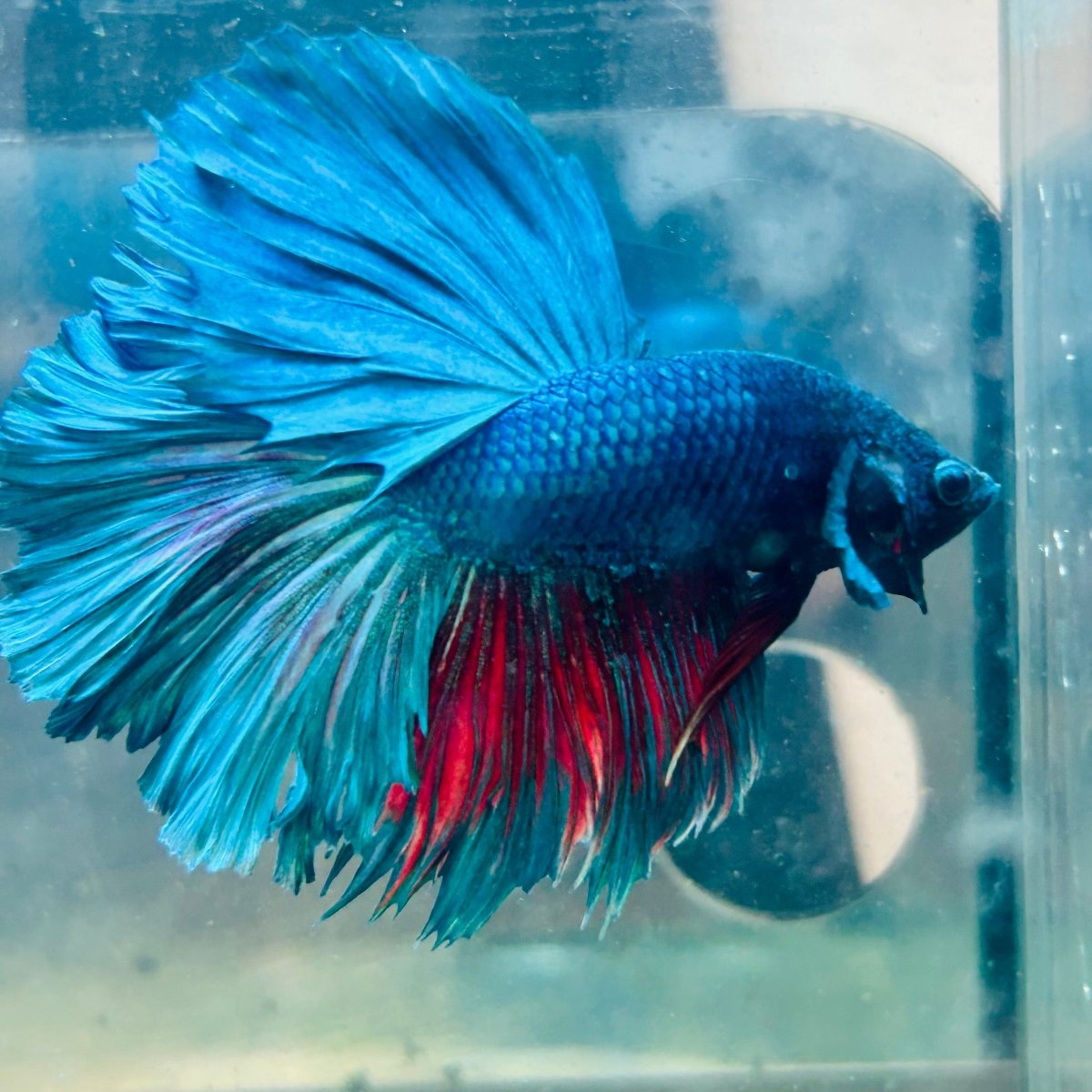 Halfmoon Royal Blue Male Betta #Au98