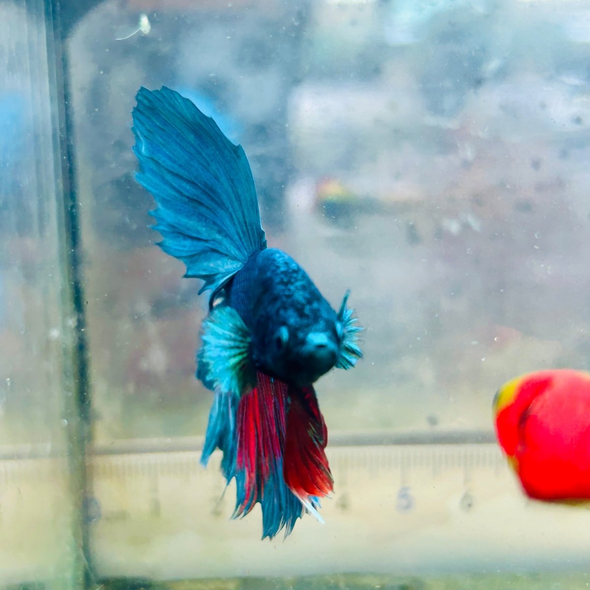 Halfmoon Royal Blue Male Betta #Au98