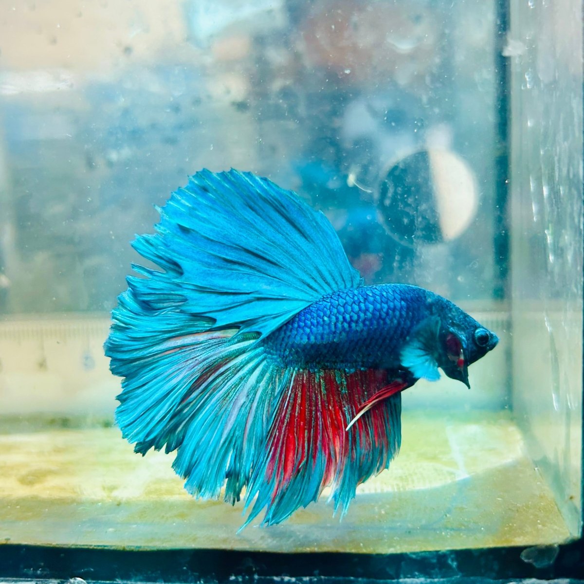 Halfmoon Royal Blue Male Betta #Au98