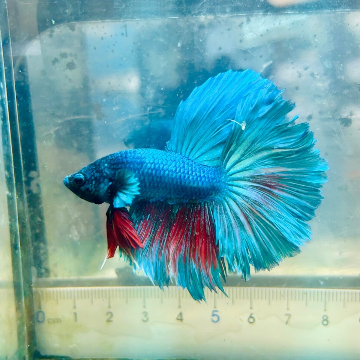 Halfmoon Royal Blue Male Betta #Au98