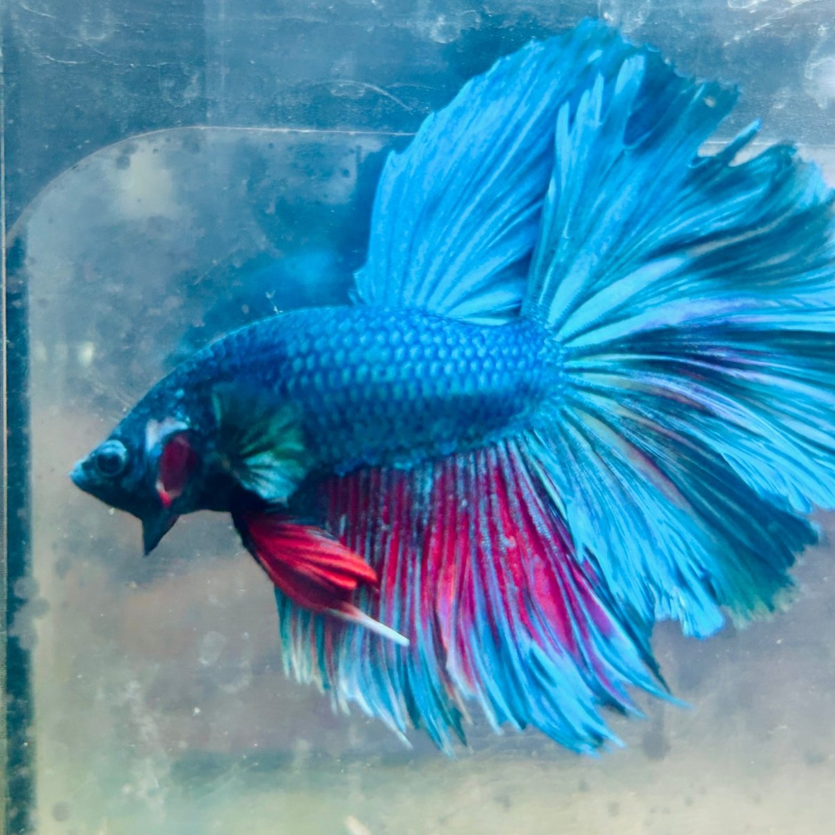 Halfmoon Royal Blue Male Betta #Au98