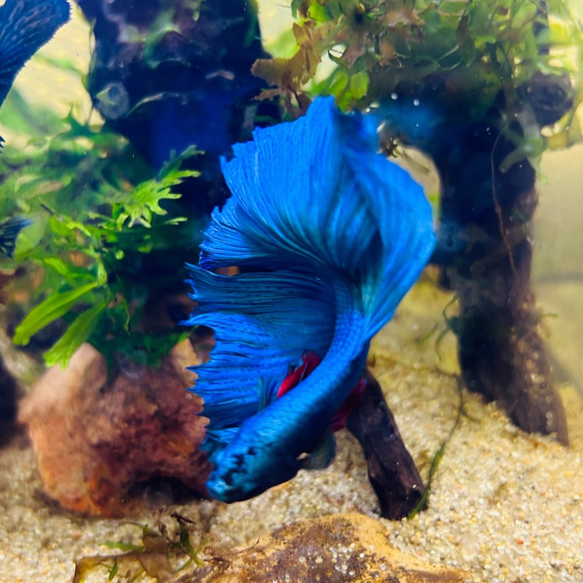 Halfmoon Royal Blue Male Betta