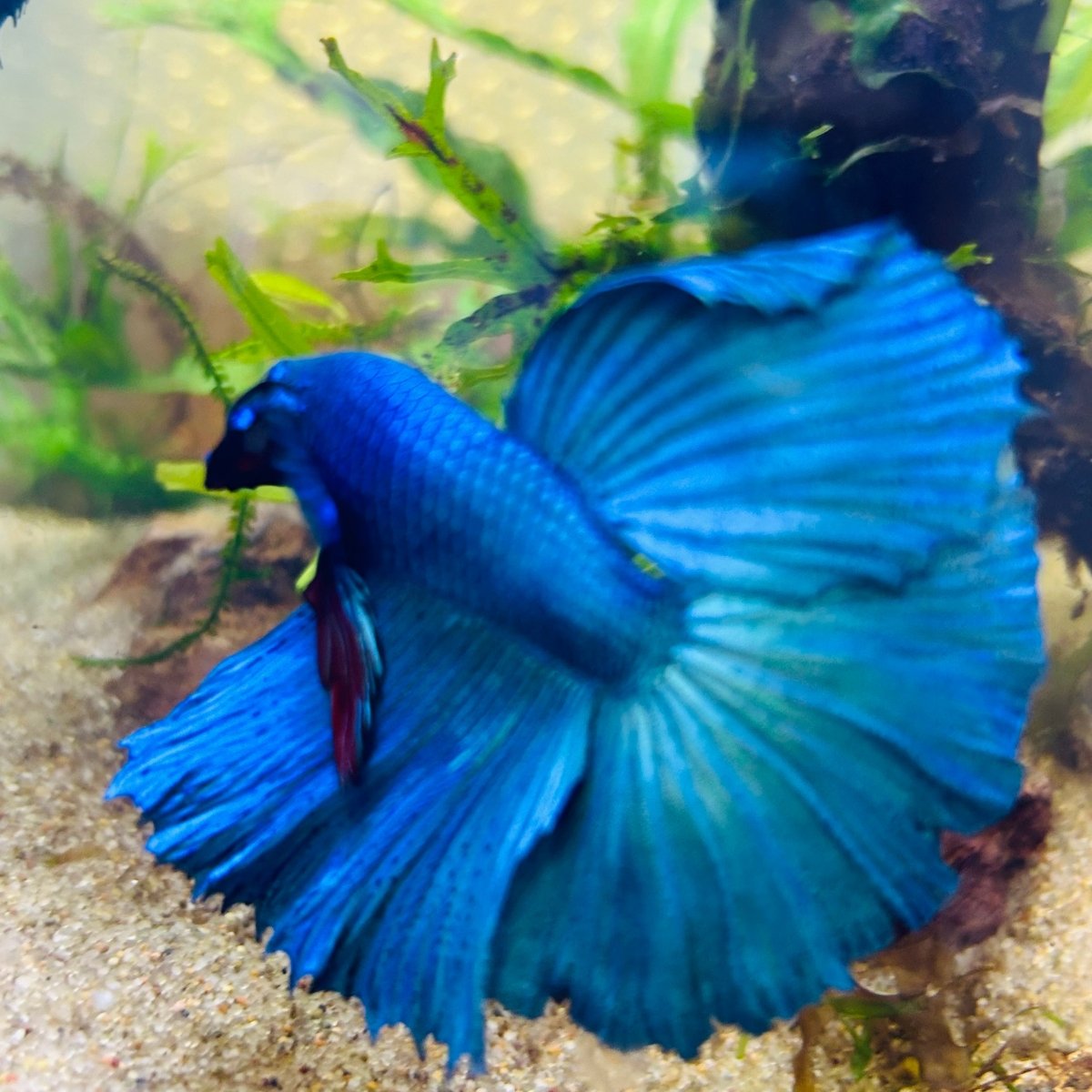 Halfmoon Royal Blue Male Betta