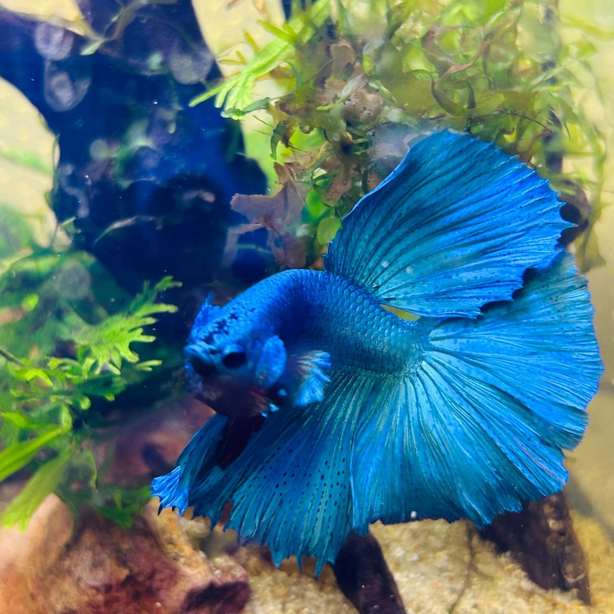 Halfmoon Royal Blue Male Betta