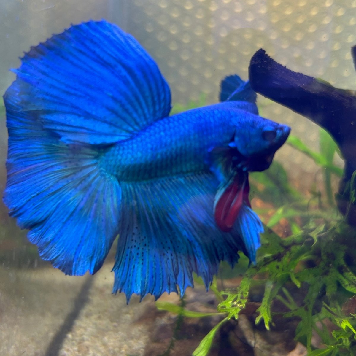 Halfmoon Royal Blue Male Betta