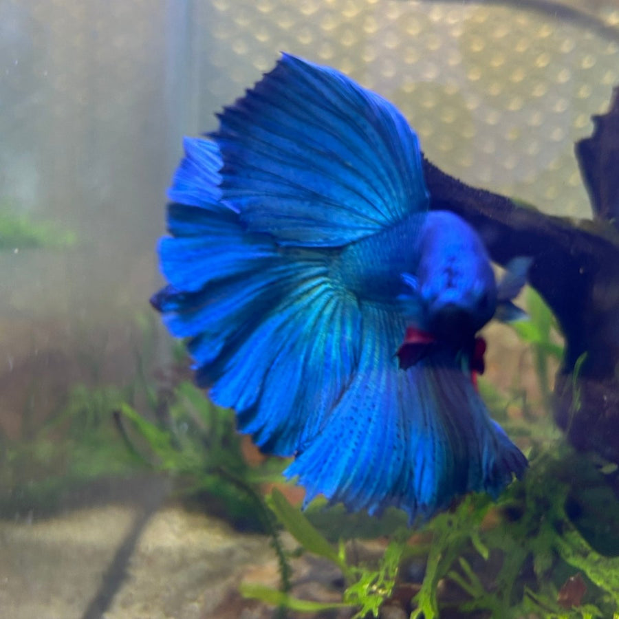 Halfmoon Royal Blue Male Betta Male betta