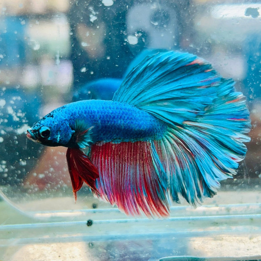 Halfmoon Royal Blue/Red Male Betta 188 Male betta