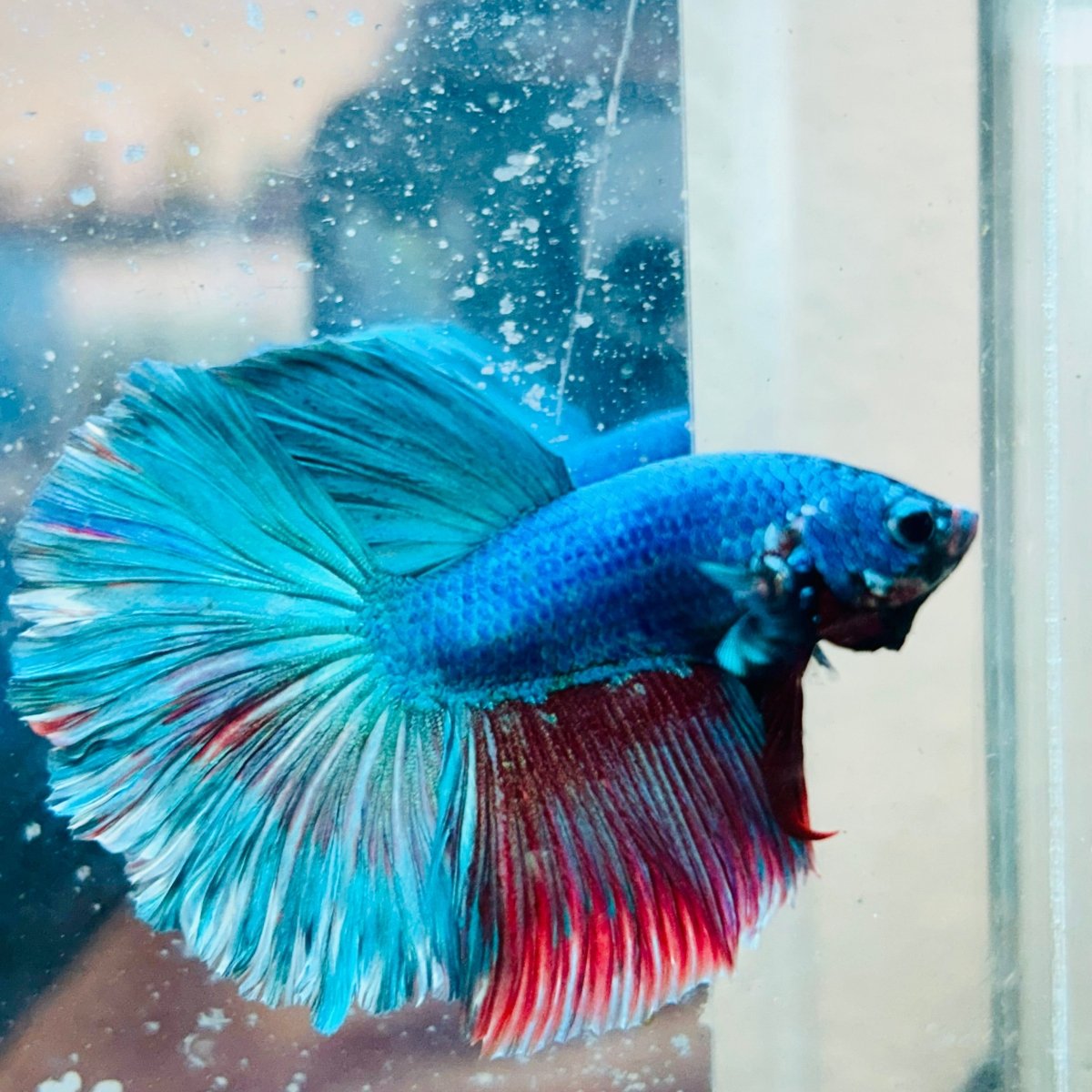 Halfmoon Royal Blue/Red Male Betta #188
