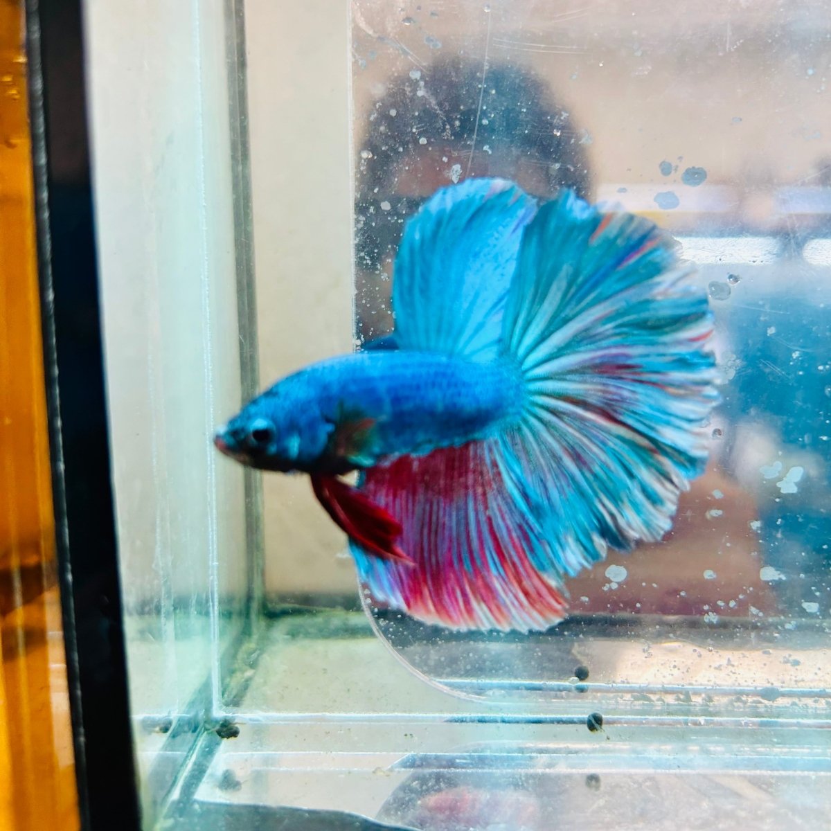 Halfmoon Royal Blue/Red Male Betta #188