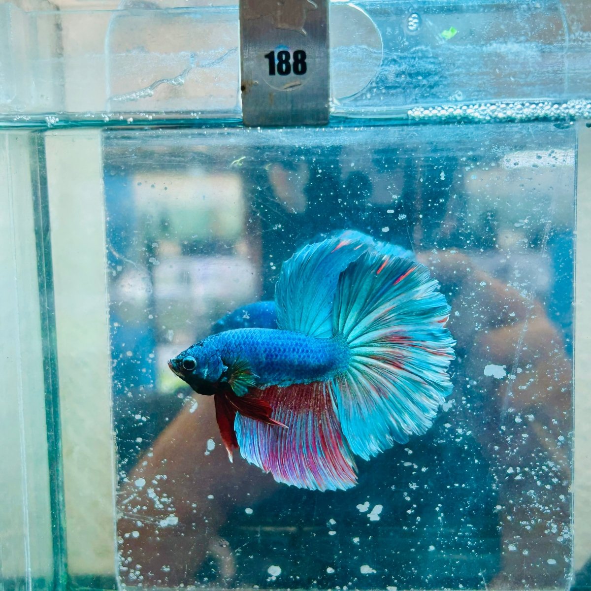 Halfmoon Royal Blue/Red Male Betta #188