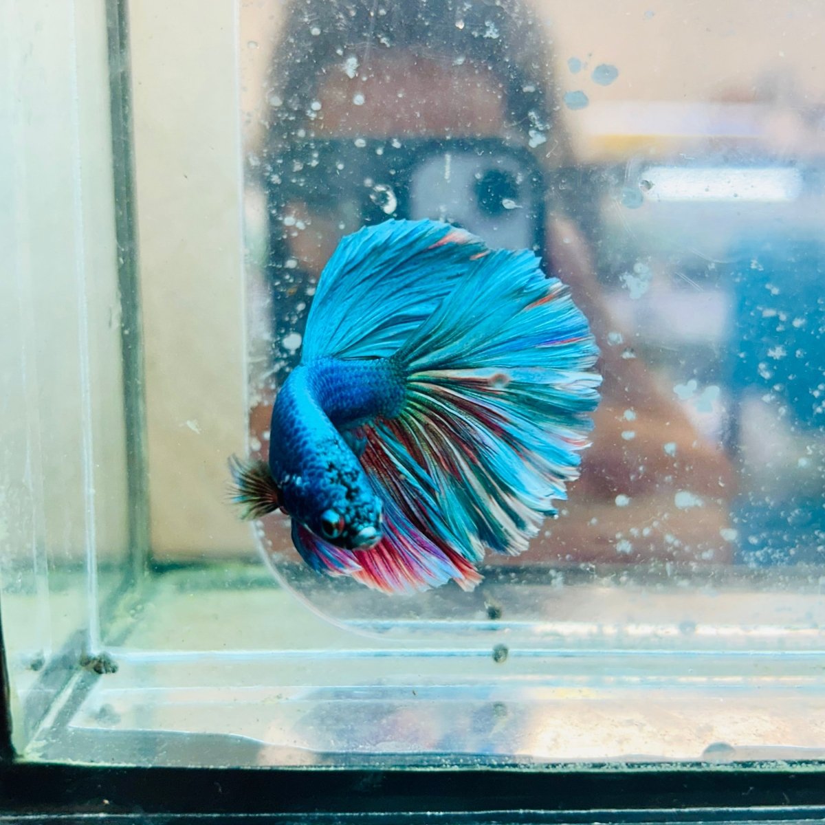 Halfmoon Royal Blue/Red Male Betta #188