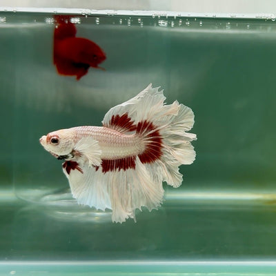 Halfmoon Snow Dragon Male Betta M15