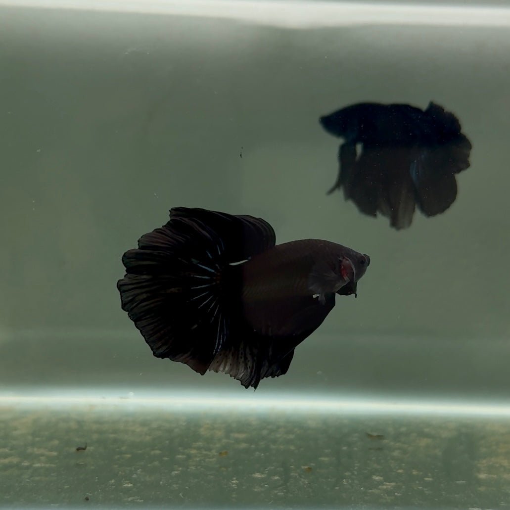 Halfmoon Super Black Male Betta J02